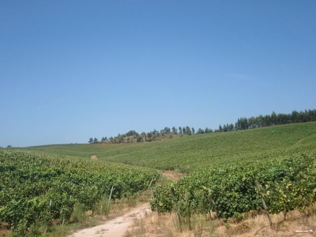 photo CIMG8751_zpsc9ba68a3.jpg