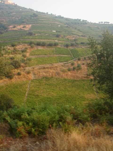 photo CIMG9538_zps98d4a663.jpg