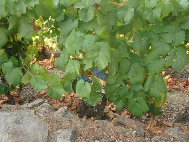 photo CIMG9616_zpsca65a19c.jpg