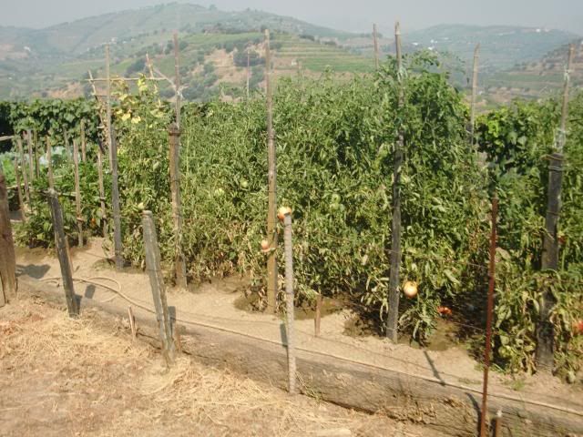 photo CIMG9689_zps85d9294c.jpg