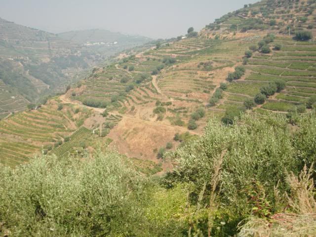 photo CIMG9705_zps44025d20.jpg