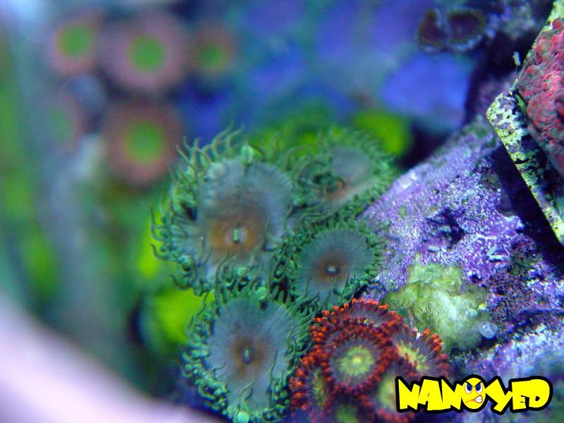 Top Zoanthids! List your favorite ones! Coral Forum