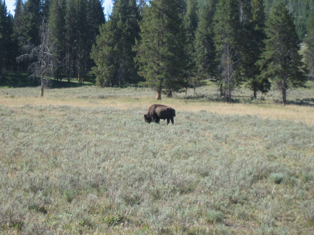 Yellowstone2012020.jpg