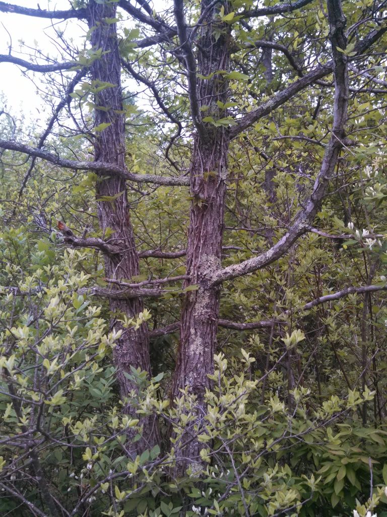 IMG_20130522_075915_075.jpg