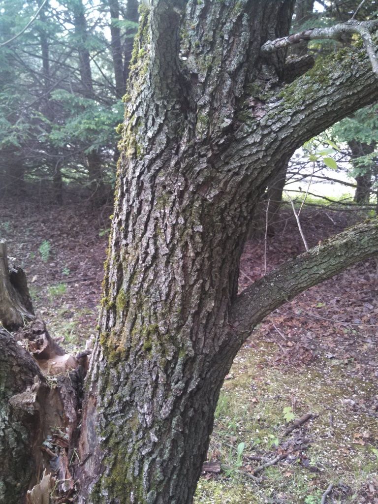 IMG_20130523_074335_924.jpg