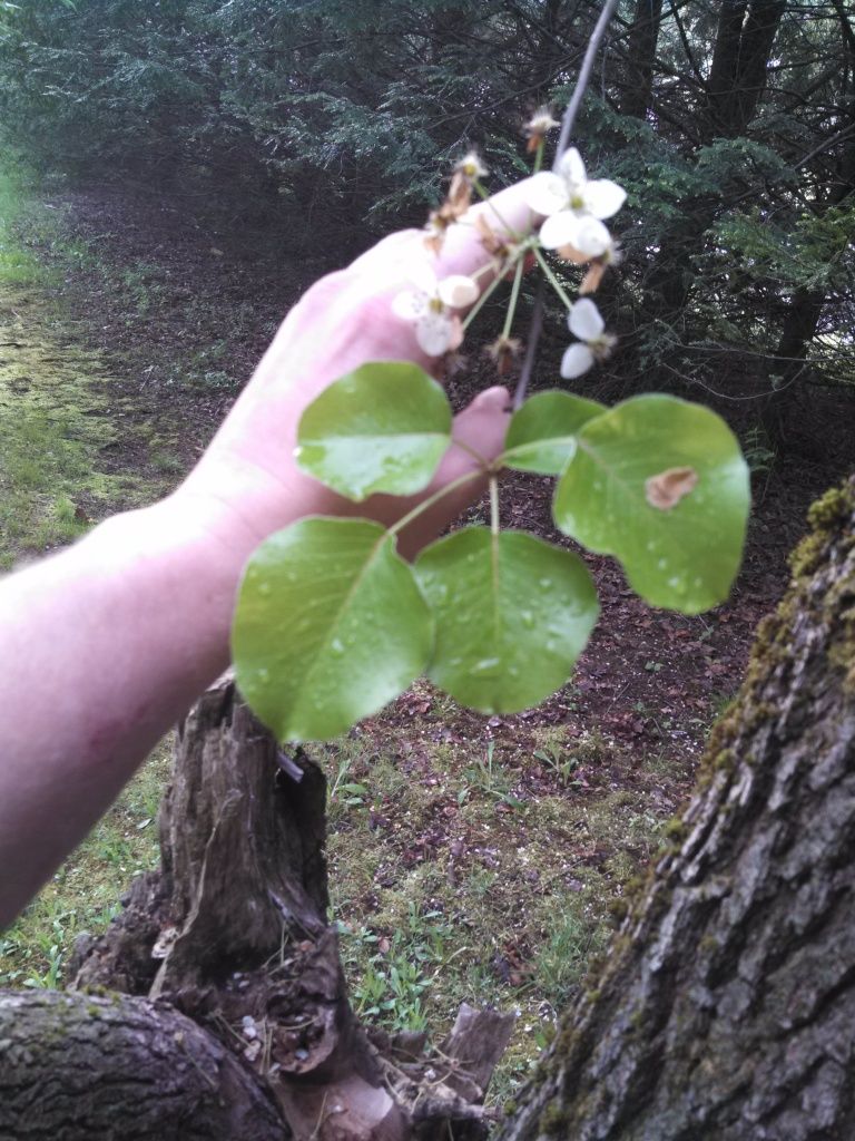 IMG_20130523_074352_247.jpg