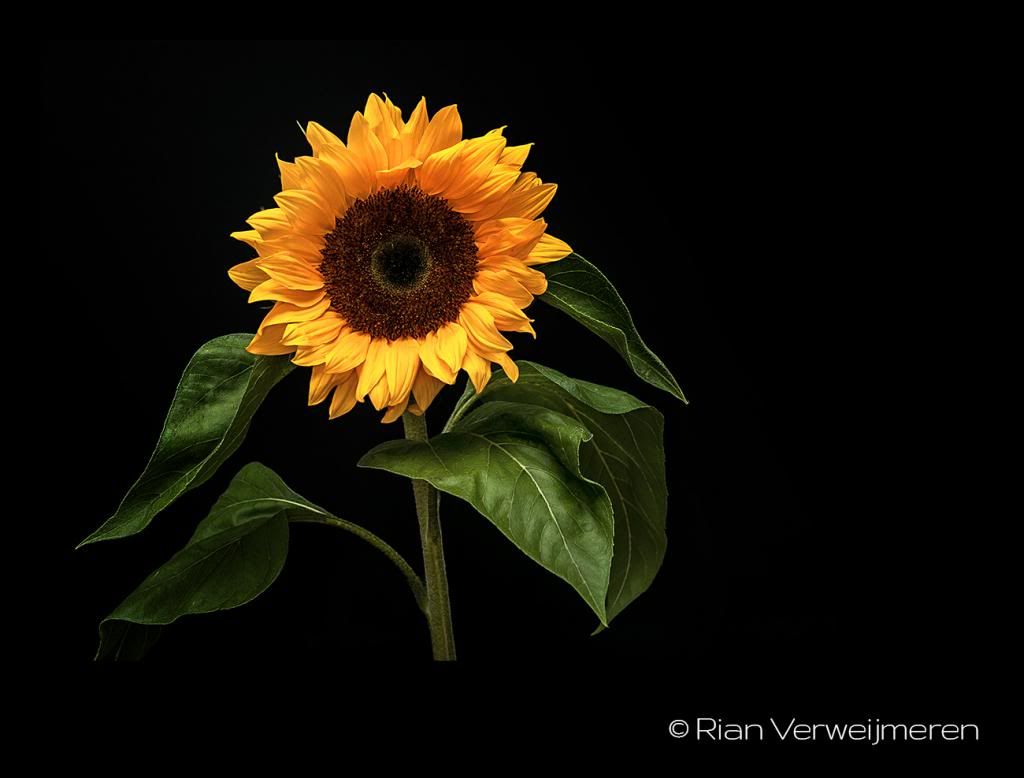  photo CRW_2673_zps7ab1d9cf.jpg