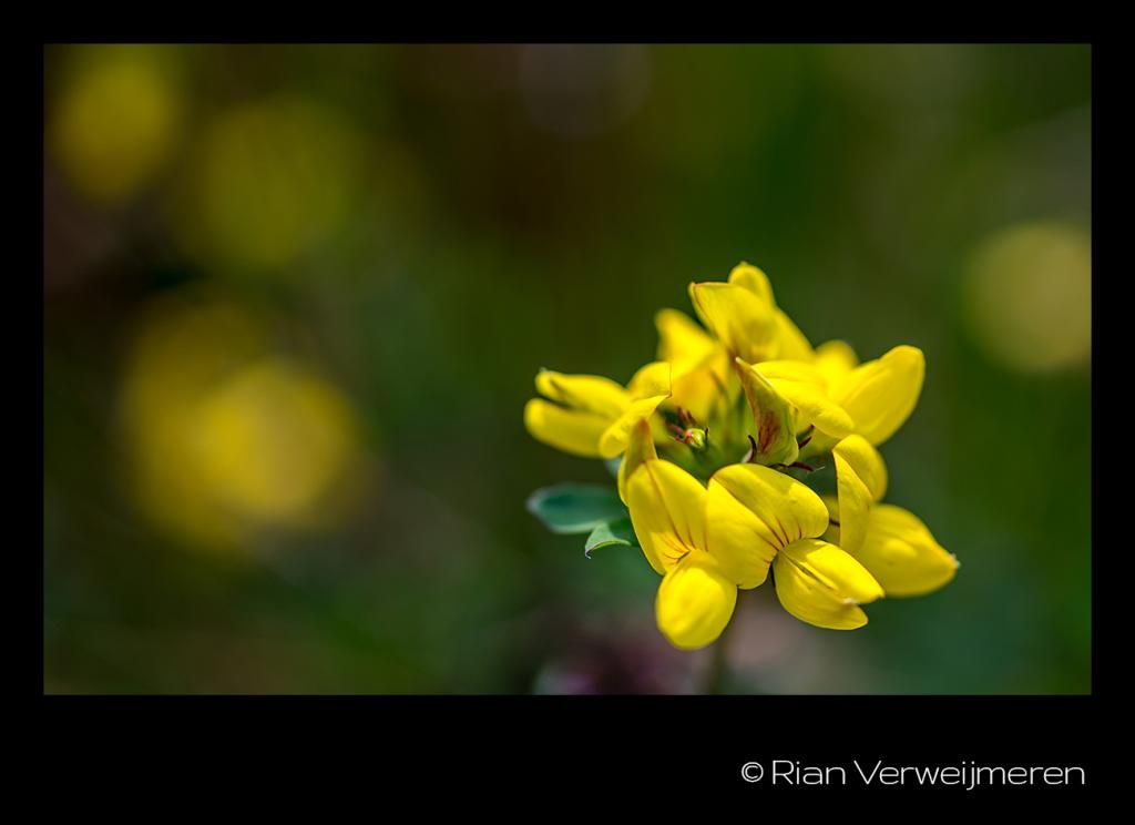 Yellow flower photo IMG_1049-1_zps4d692171.jpg