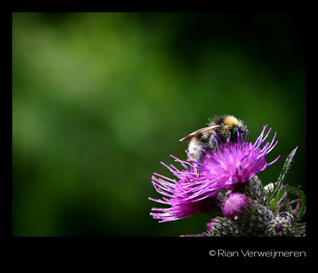  photo IMG_15361_zpse674a605.jpg