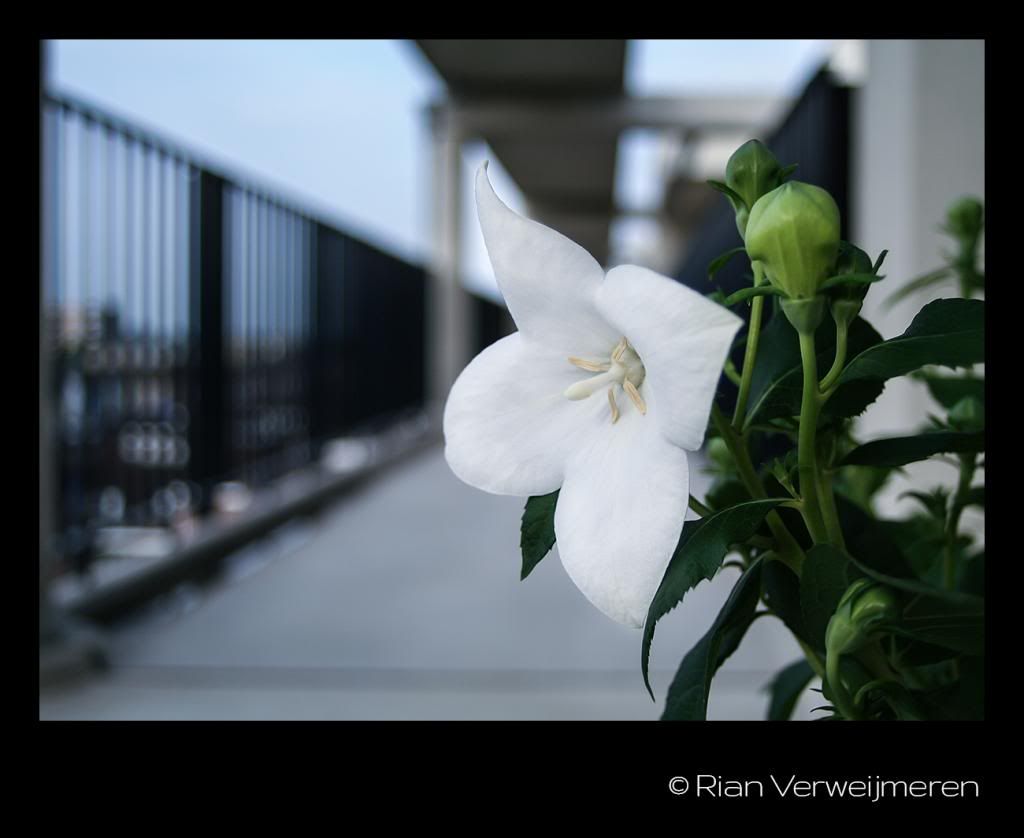  photo IMG_2733_zpsa59691b7.jpg