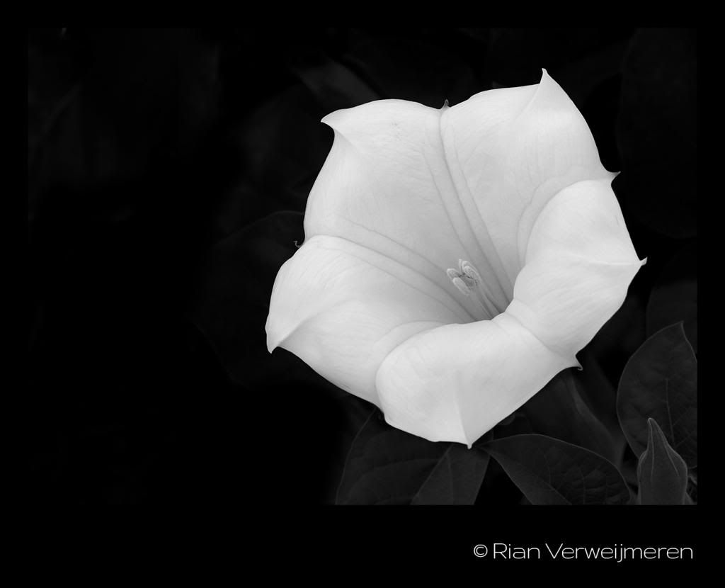  photo IMG_5213copy_zps98dcd71a.jpg