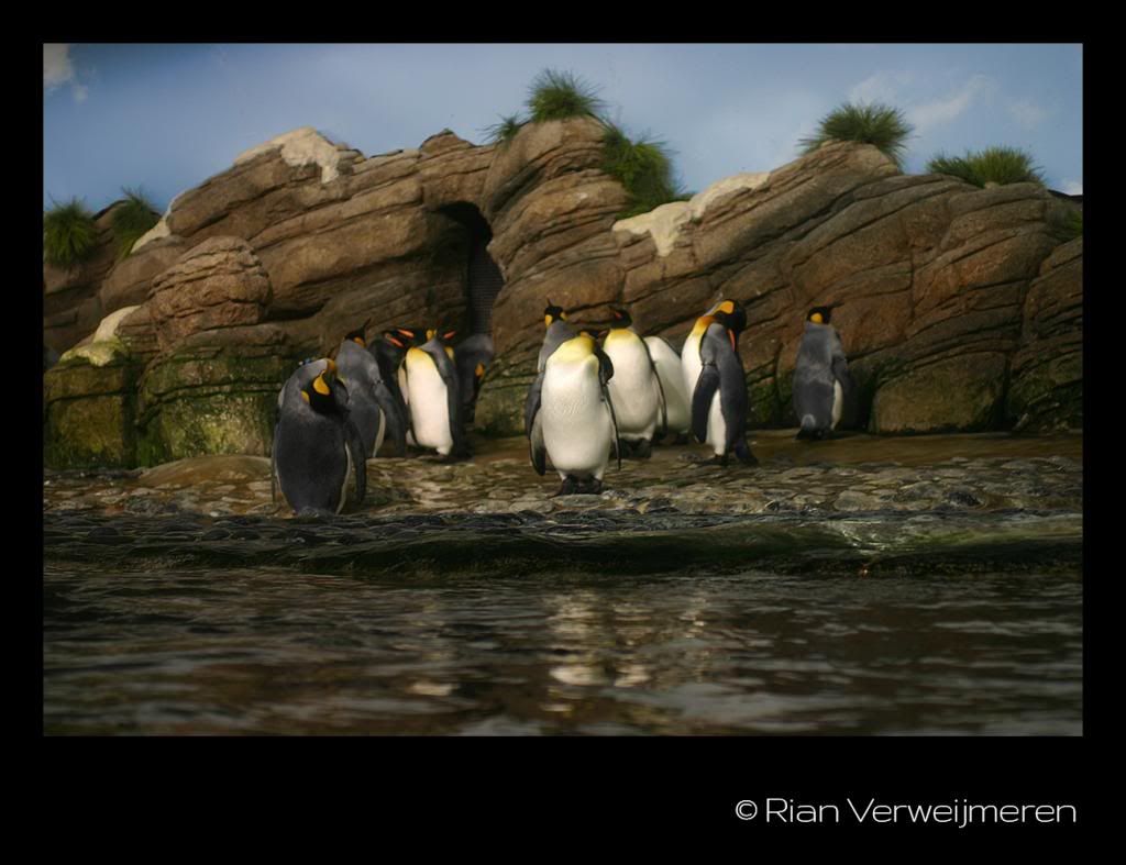 Blijdorp penguins photo IMG_7165_zps5ebdf83b.jpg