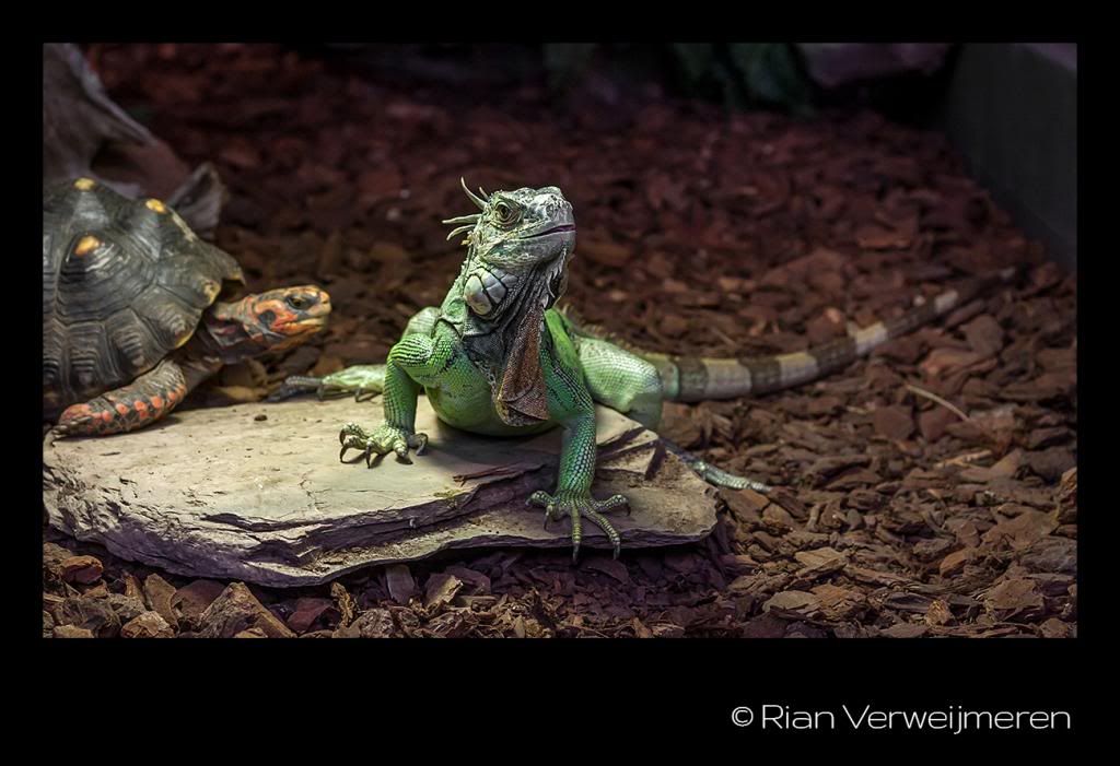  photo IMG_7632-1_zpsa1b51c4d.jpg