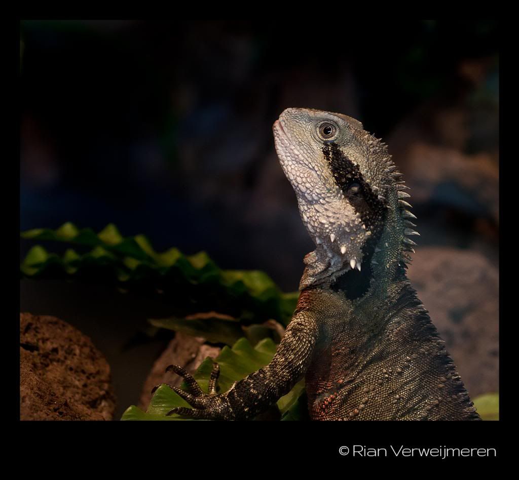  photo IMG_7642-1_zpsacc22c20.jpg