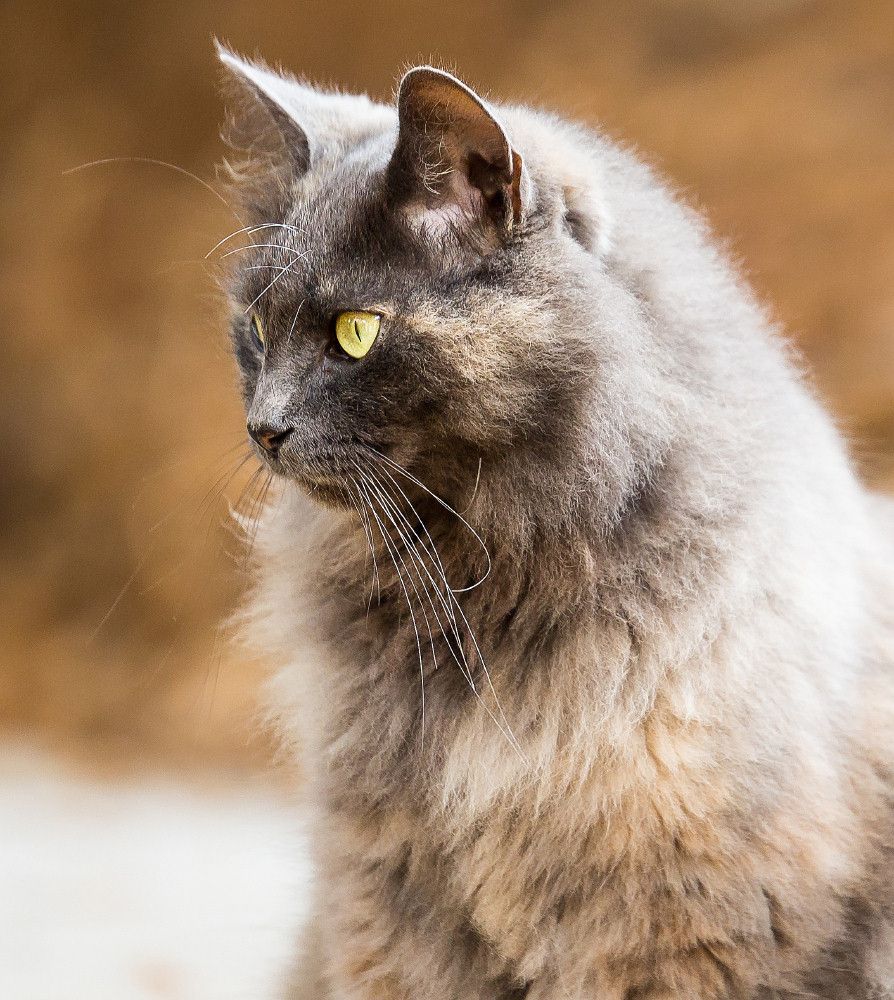 IMAGE: http://i857.photobucket.com/albums/ab135/stylemismatch/Stupid%20Pet%20Stuff/IMG_3048p1000_zps95913b83.jpg