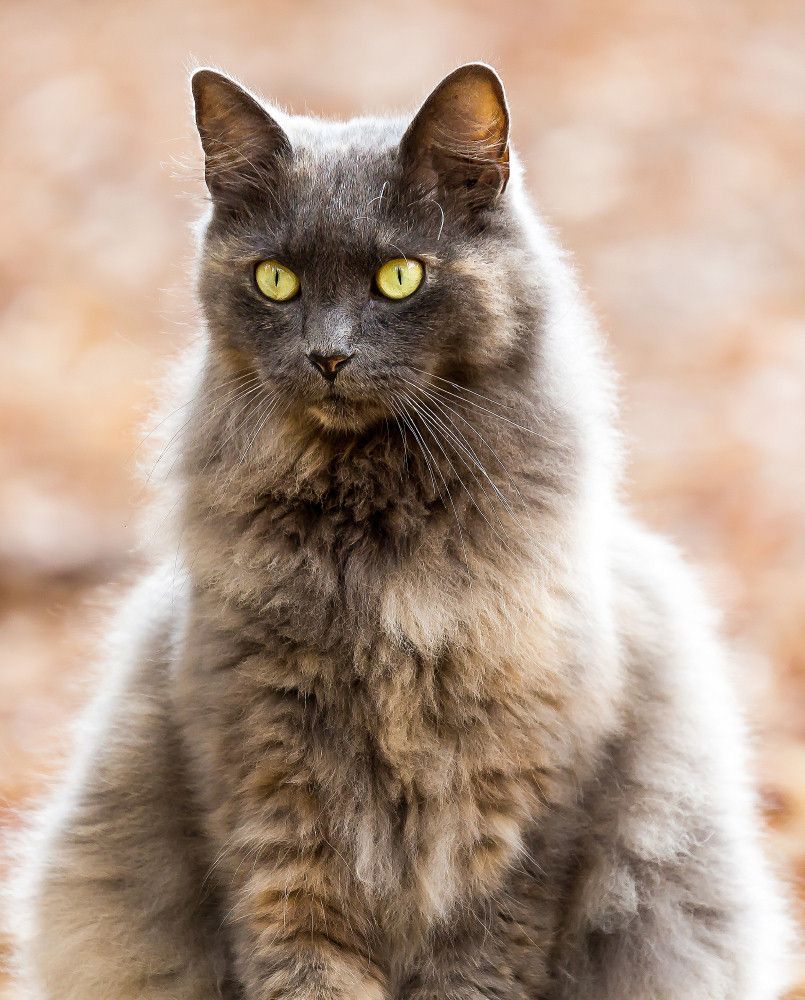 IMAGE: http://i857.photobucket.com/albums/ab135/stylemismatch/Stupid%20Pet%20Stuff/IMG_3049p1000_zps6895d4e8.jpg~original