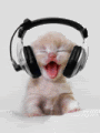 Cat Luvs Music Pictures, Images and Photos