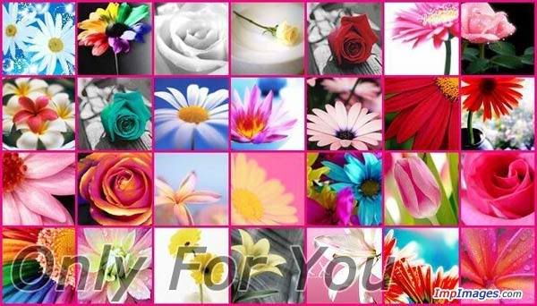 flower Pictures, Images and Photos