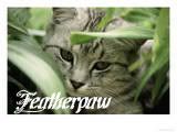 Featherpaw Avatar