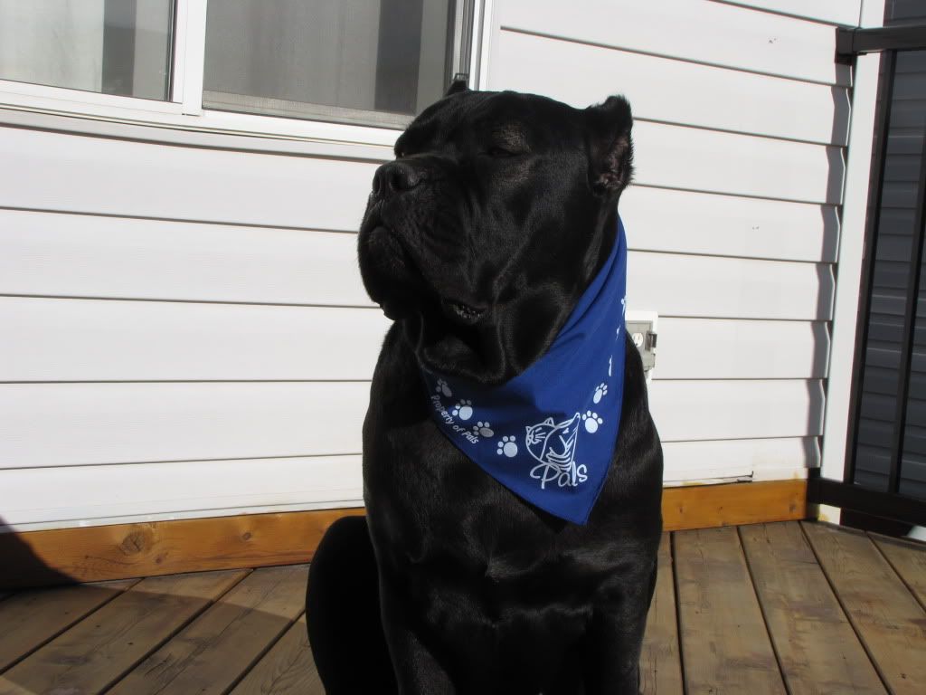 Cane Corso Alberta