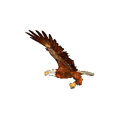 eagle flying Pictures, Images and Photos