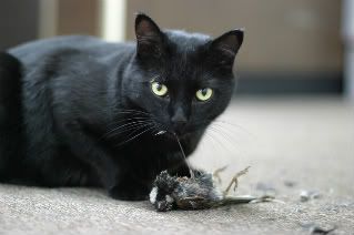 Cat_eating_prey.jpg
