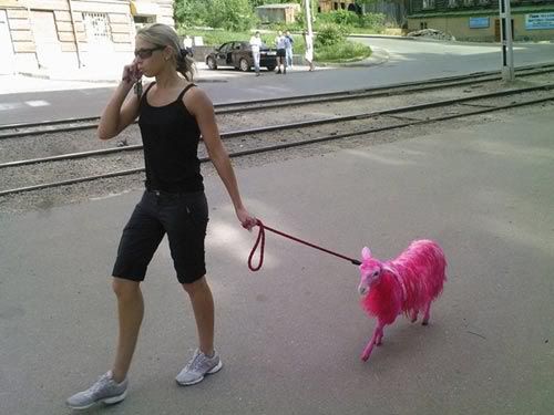 pink-pet-goat.jpg