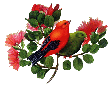 birds animated photo: Animated birds 1820908p6tdly1kkl.gif