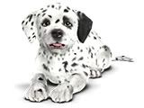 DALMATIAN