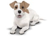 JACK RUSSELL TERRIER