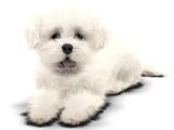 WHITE POODLE MIX