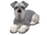 MINIATURE SCHNAUZER