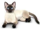 SIAMESE