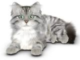 LONG HAIRED SILVER TABBY