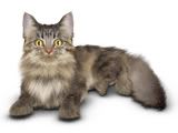 MainCoon