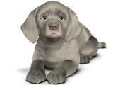 WEIMARANER