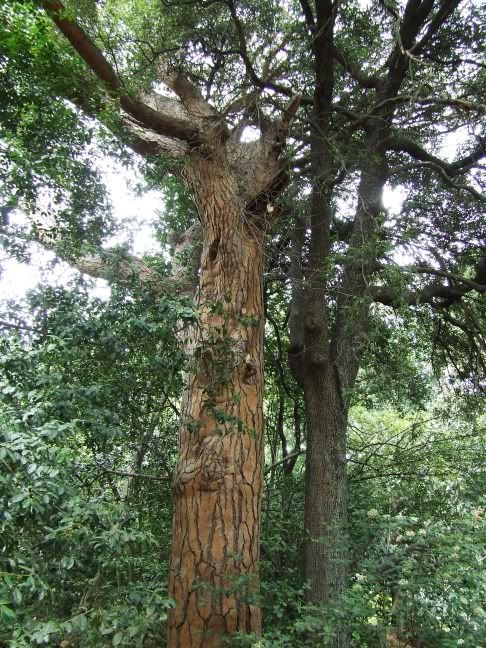 09 shaft of a tree