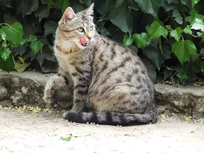 13 cat
