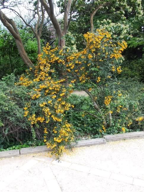 14 blossom tree