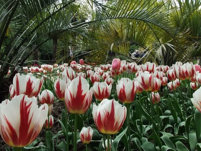 17 tulips