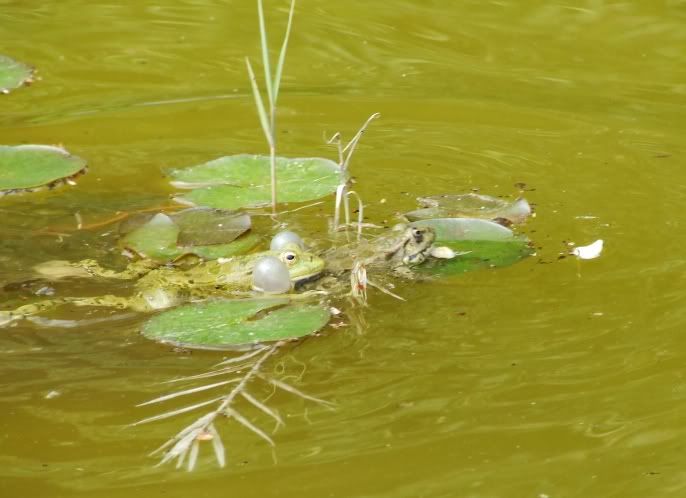 19 frogs 1