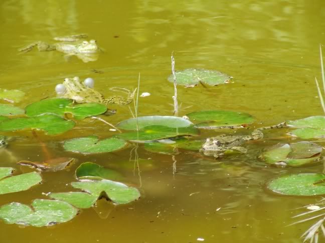 20 frogs 2