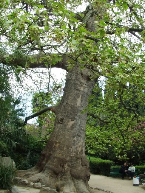 24 tree