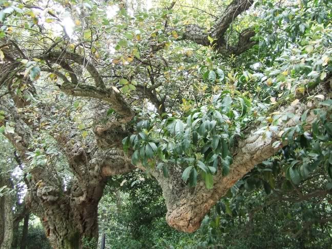 26  	cork oak