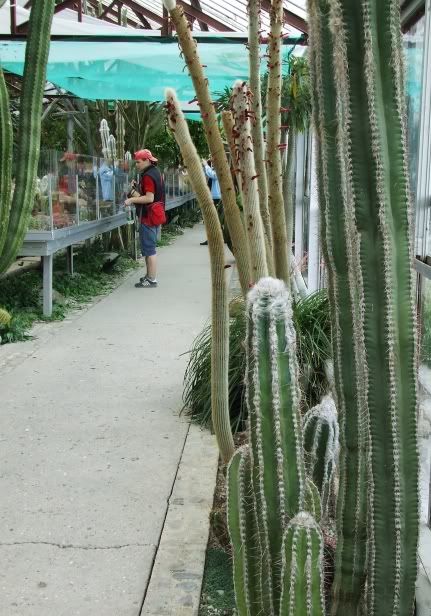 27 cactus greenhouse