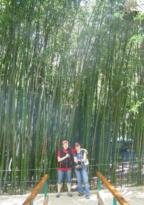 44 girls and bamboo