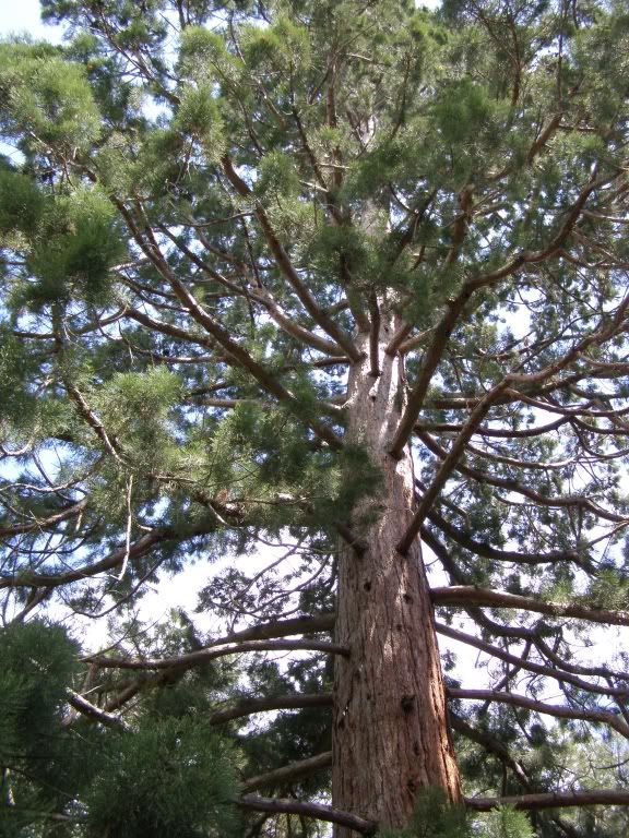47 mamont tree partly