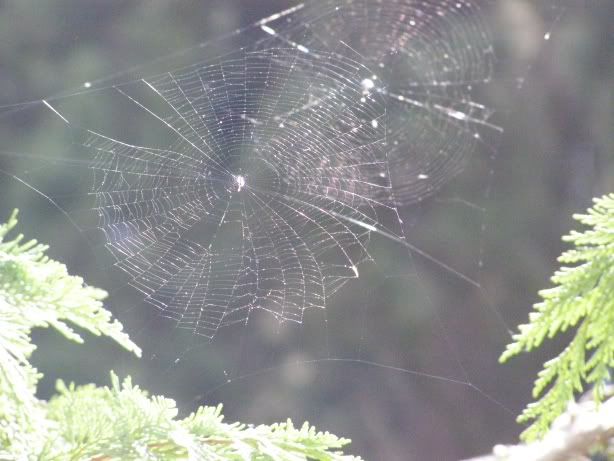 49 spiderweb