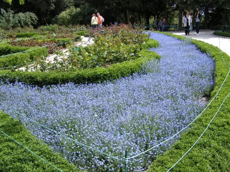 50 forget-me-nots