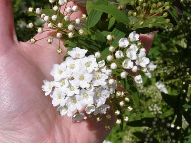 52 blossom